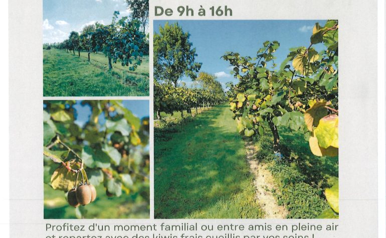 CUEILLETTE DE KIWIS – DOMAINE DE BRANDOIS